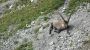 Mountain Goat, Mount Pilatus, Luzern