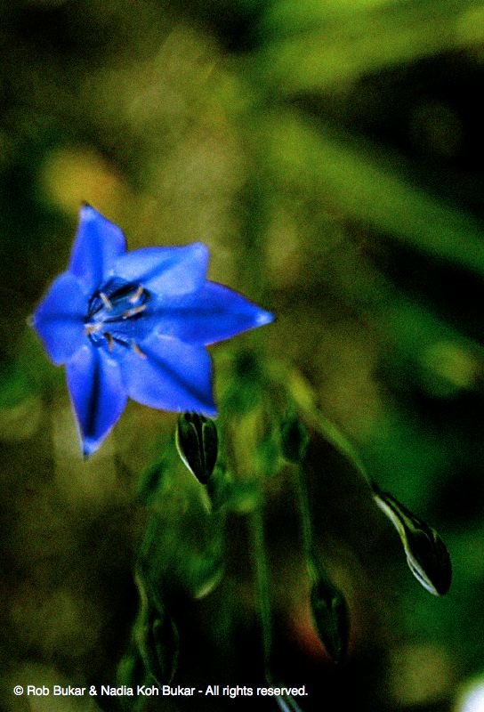 Blue Flower in Front of My House