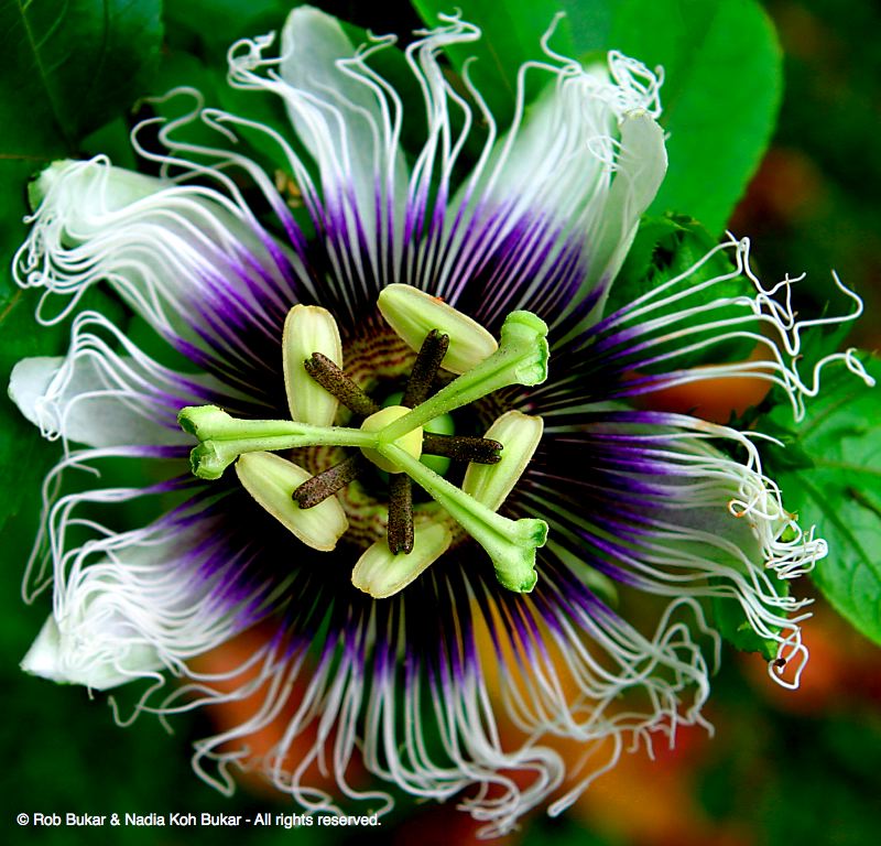 Passion Fruit Flower, Costa Rica