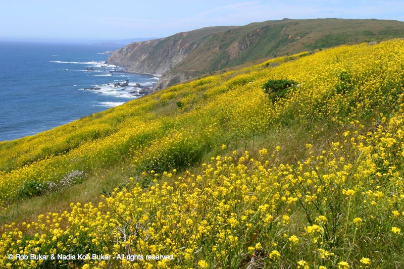 Wild Flowers, Point Reyes