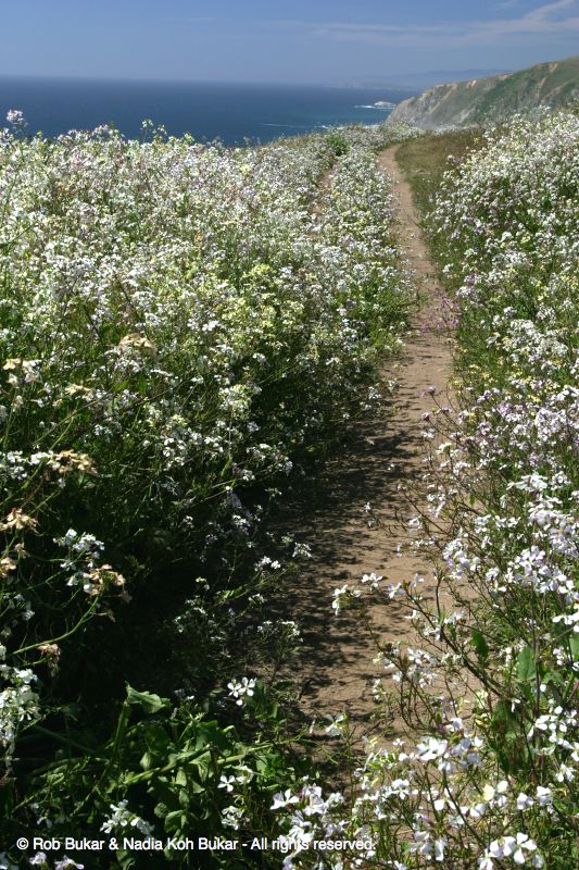 Wild Flowers, Point Reyes